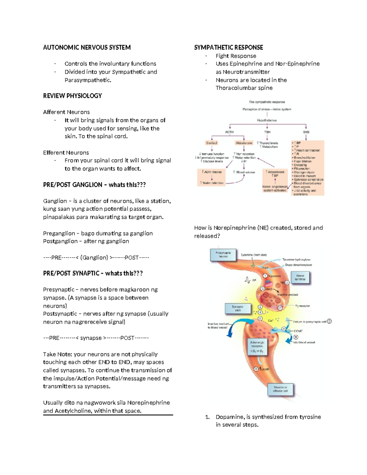 Autonomic Nervous System Guide - AUTONOMIC NERVOUS SYSTEM Controls the ...