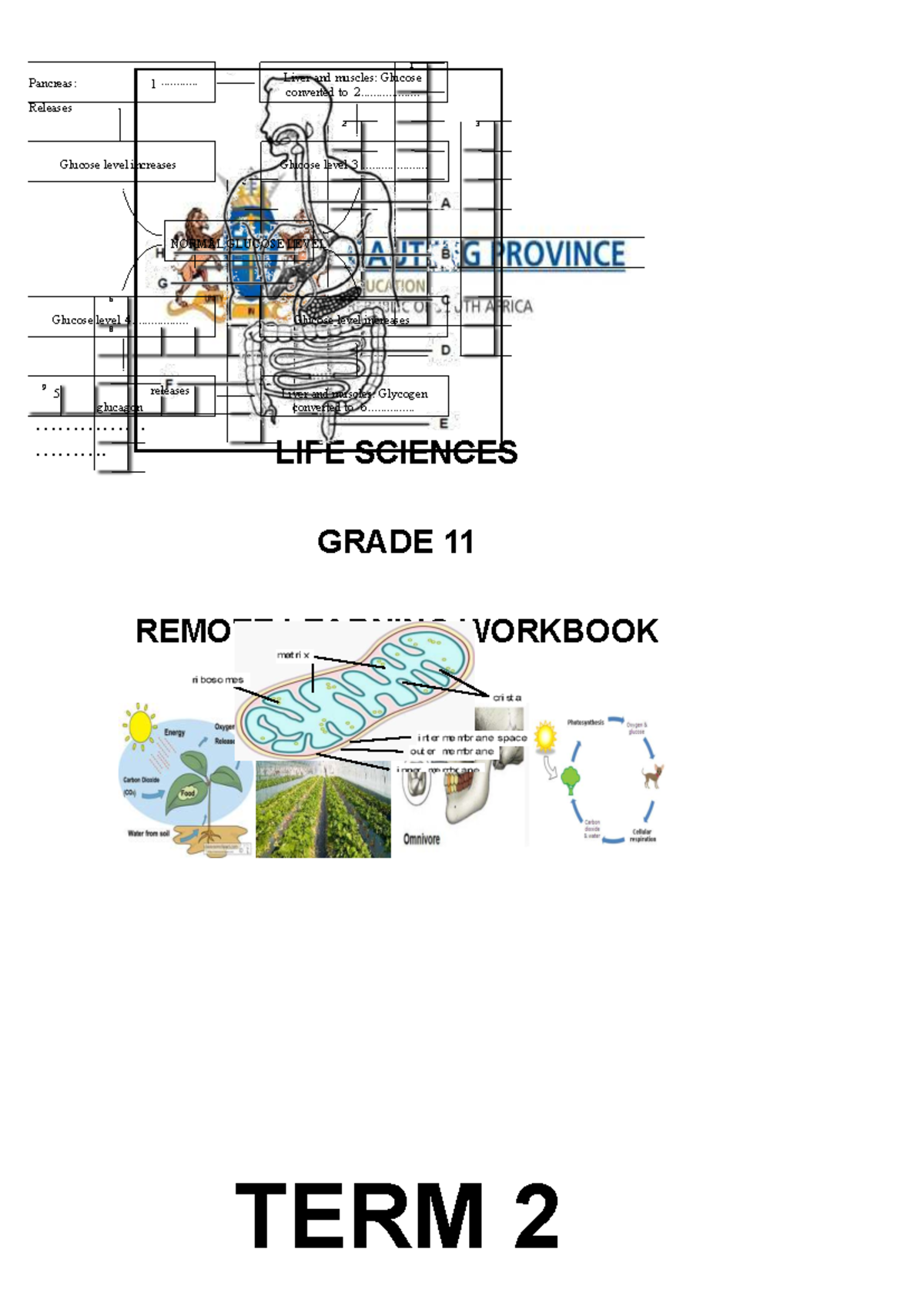 Grade 11 Life Sciences Term 2: Photosynthesis & Cell Structure Notes ...