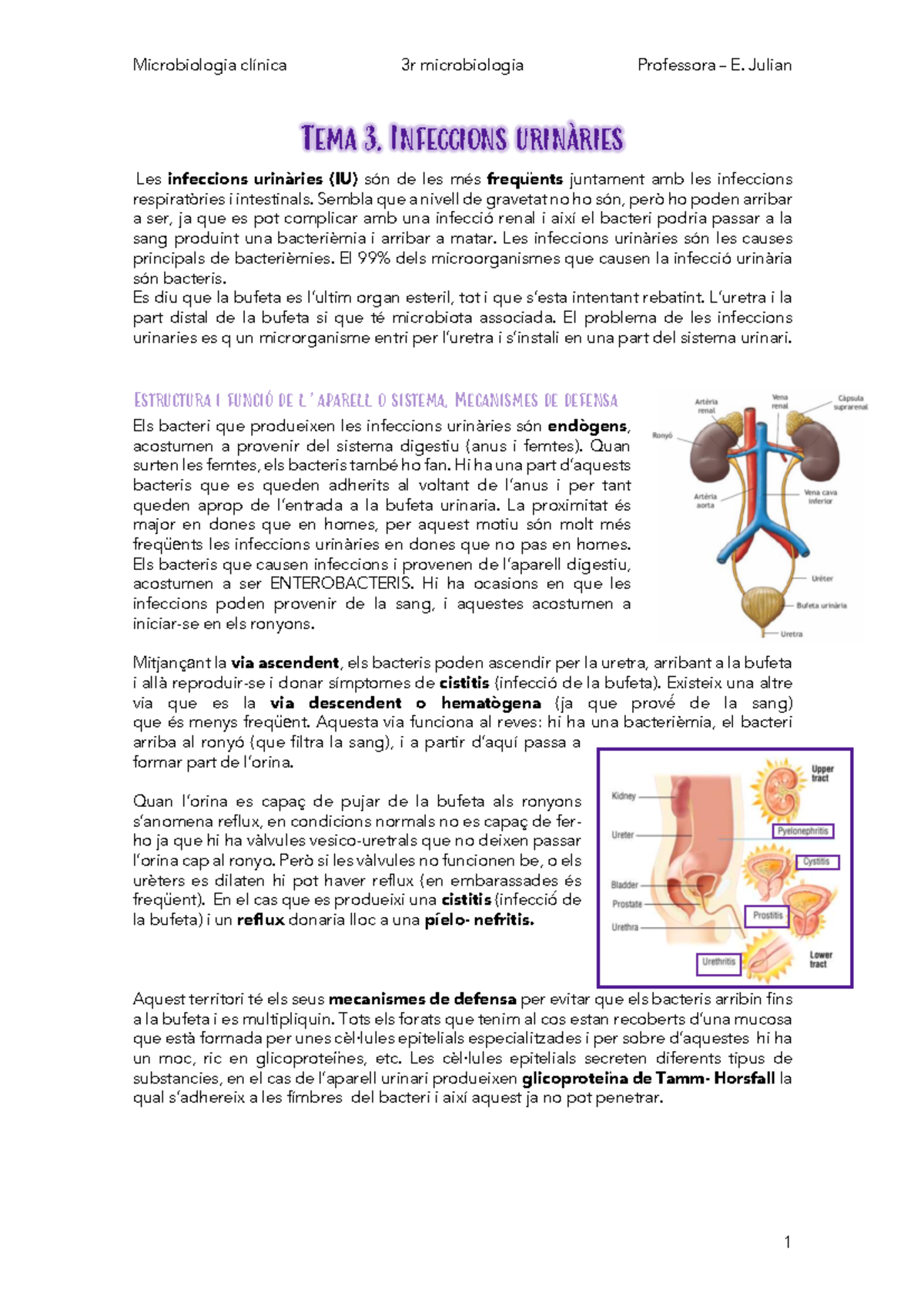 Tema 3. Infeccions urinàries - Tema 3. Infeccions urinàries Les ...