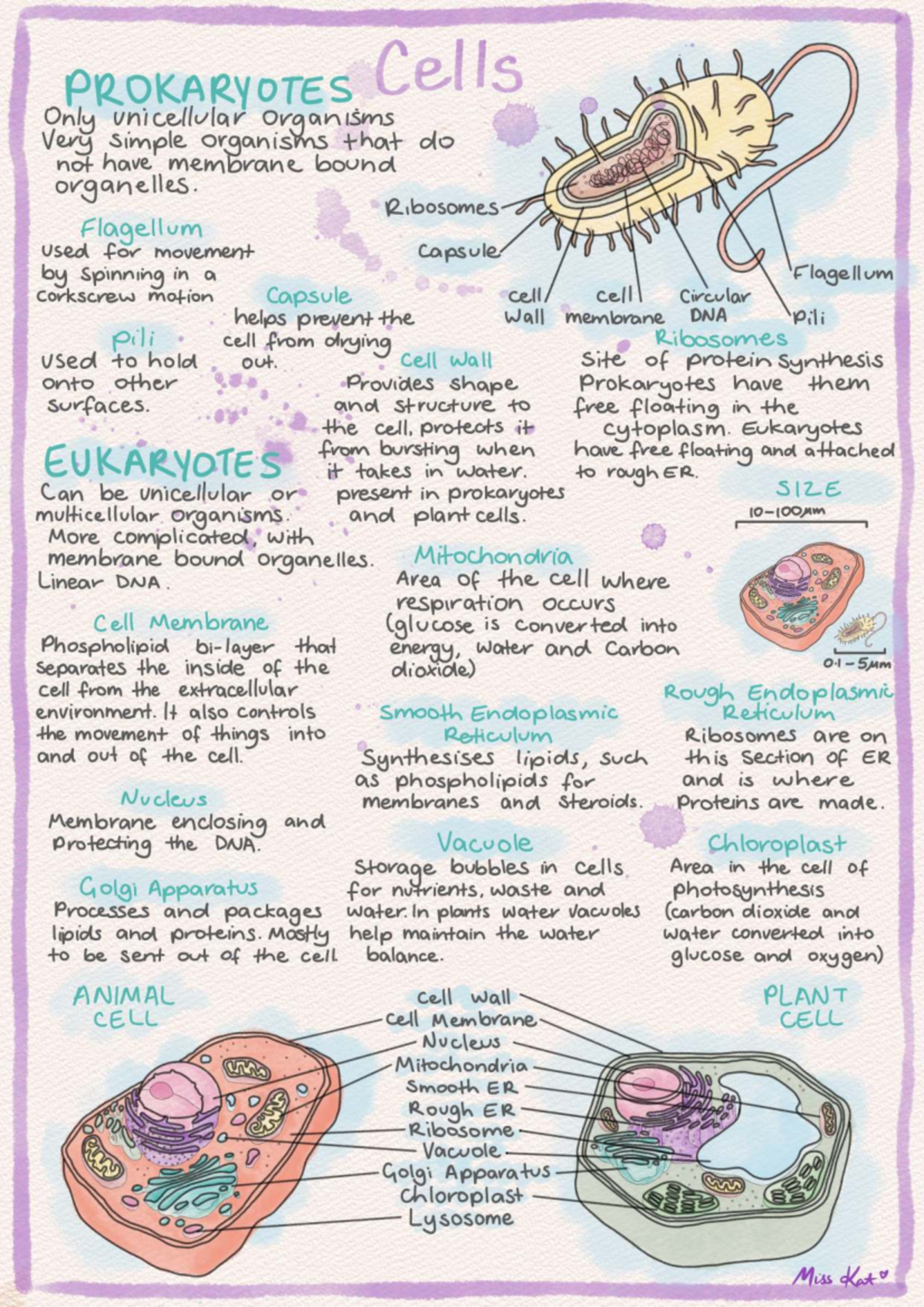 Cells Information Sheet-1: Prokaryotes vs Eukaryotes Overview - Studocu