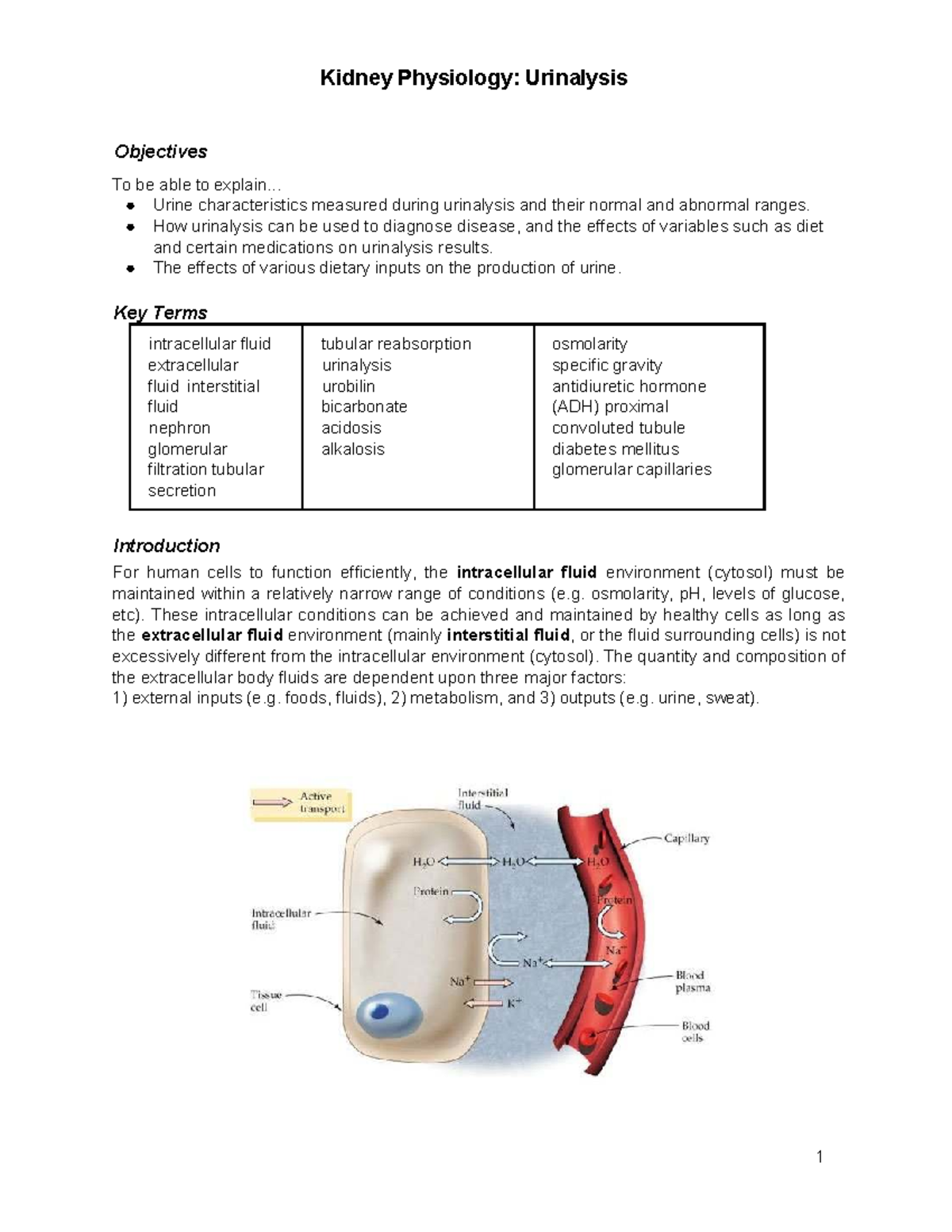 Kidney Physiology: Urinalysis Overview - Studocu