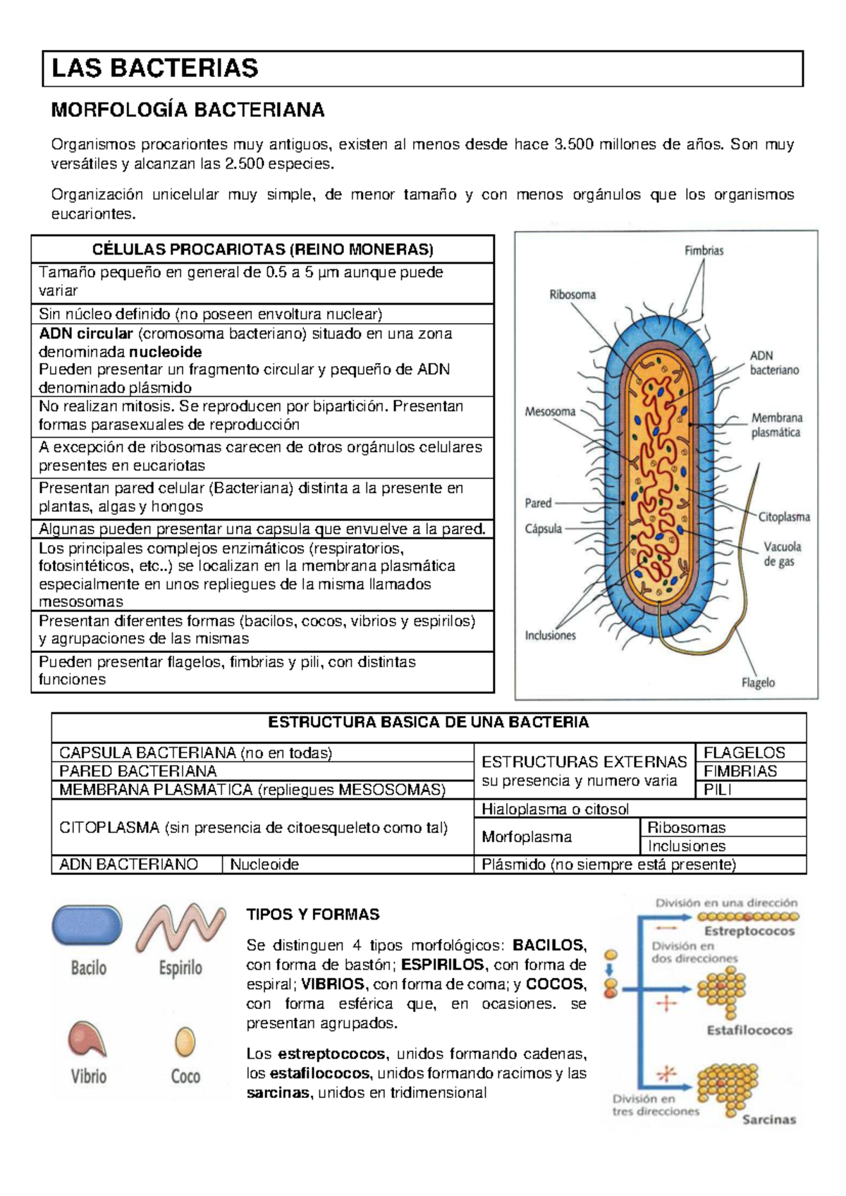 Estructura y Funciones de las Bacterias y Virus: Morfología Bacteriana ...