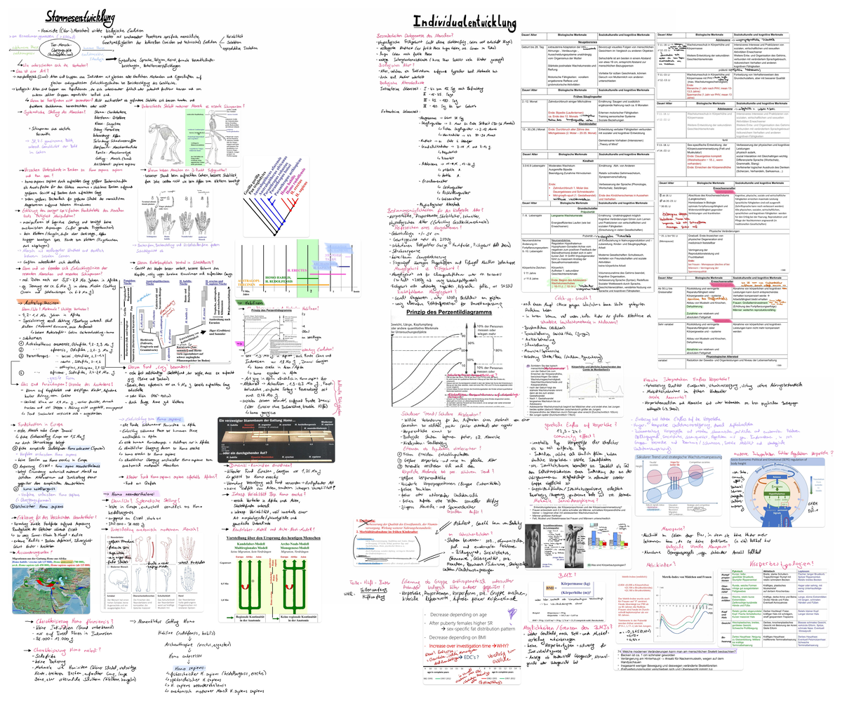 Humanbio 101: Zusammenfassung der Hominidenentwicklung und Evolution ...
