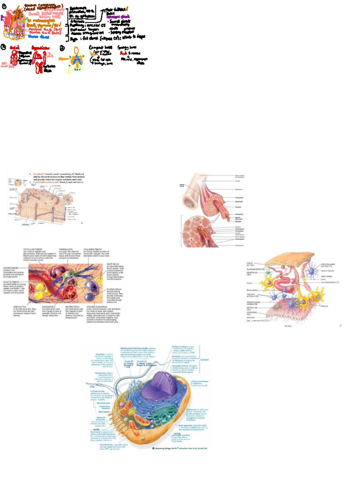 Biosci 107 Summary Sheet - ####### ① Stratum Corneum : I unipotent ...
