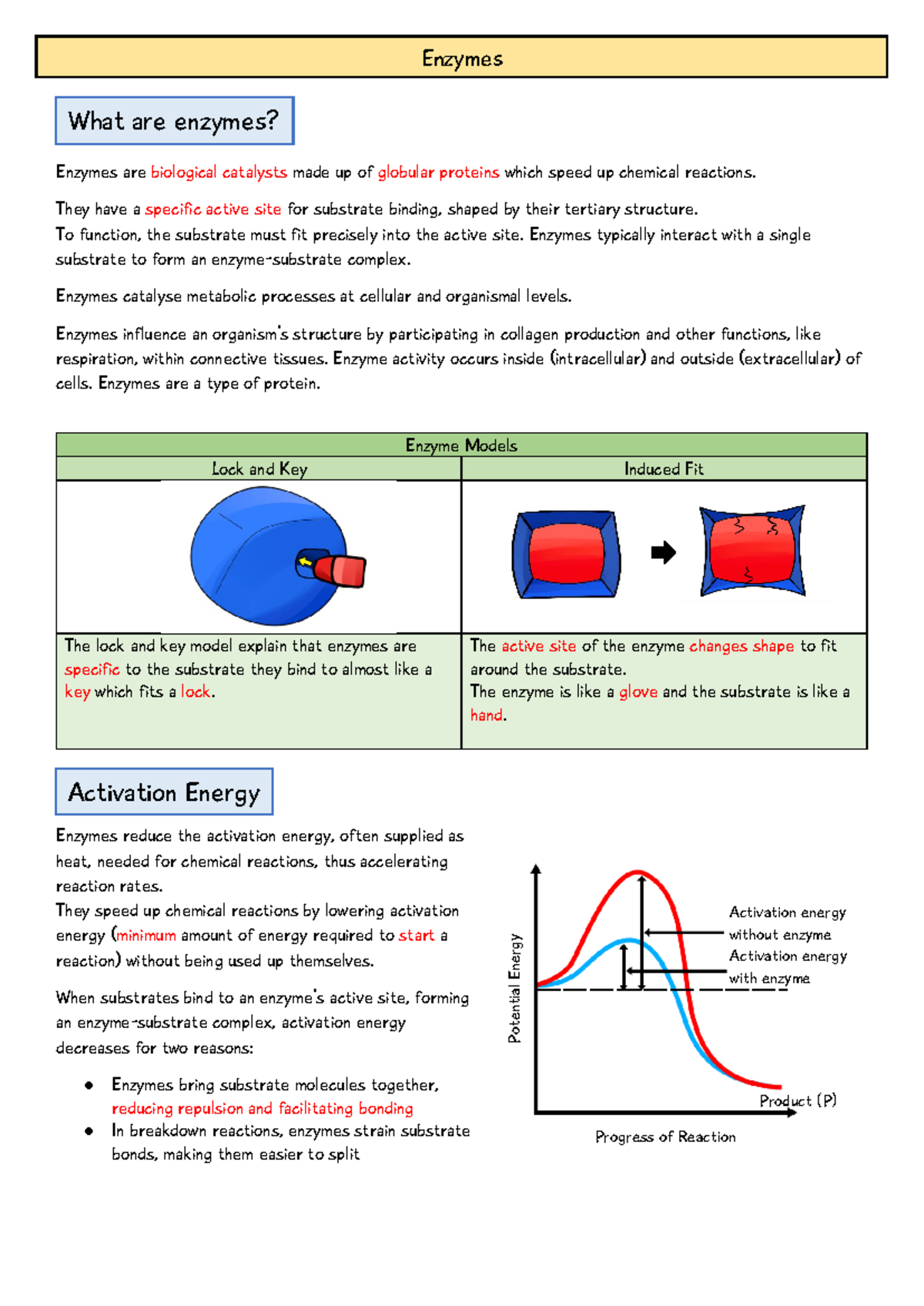 AQA AS Biology: Enzymes Overview and Key Concepts - Studocu