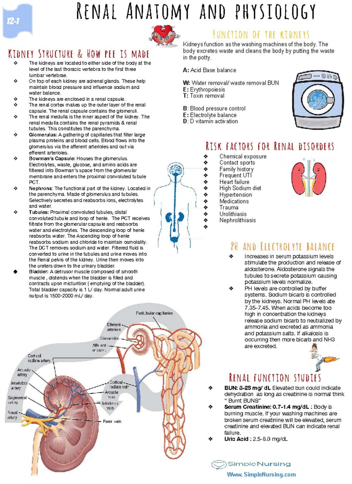 Renal Anatomy & Physiology Study Guide (Course #12) - Studocu