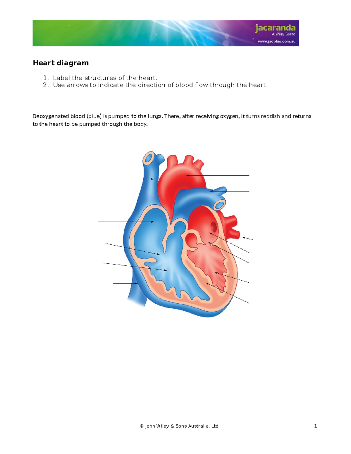 Doc-34764 - math - Heart diagram 1. Label the structures of the heart ...