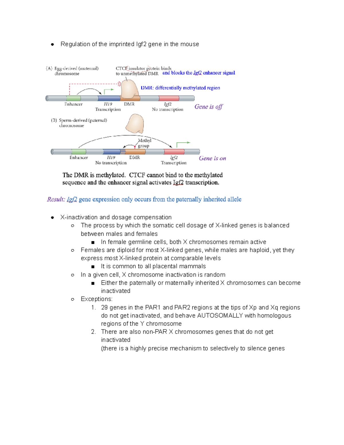 Med Gen PowerPoint 7: Epigenetics Regulation & X-Inactivation - Studocu