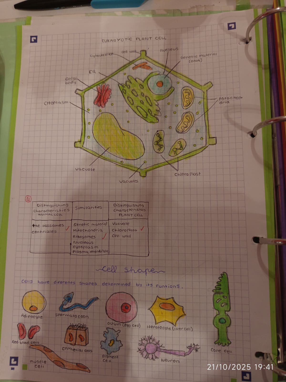 EUKARYOTIC PLANT CELL STRUCTURE AND FUNCTIONS OVERVIEW - Studocu