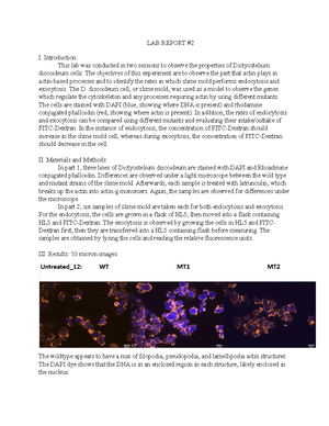 BIOL 303 - Lab Report 2: Investigating Actin Cytoskeleton in D ...