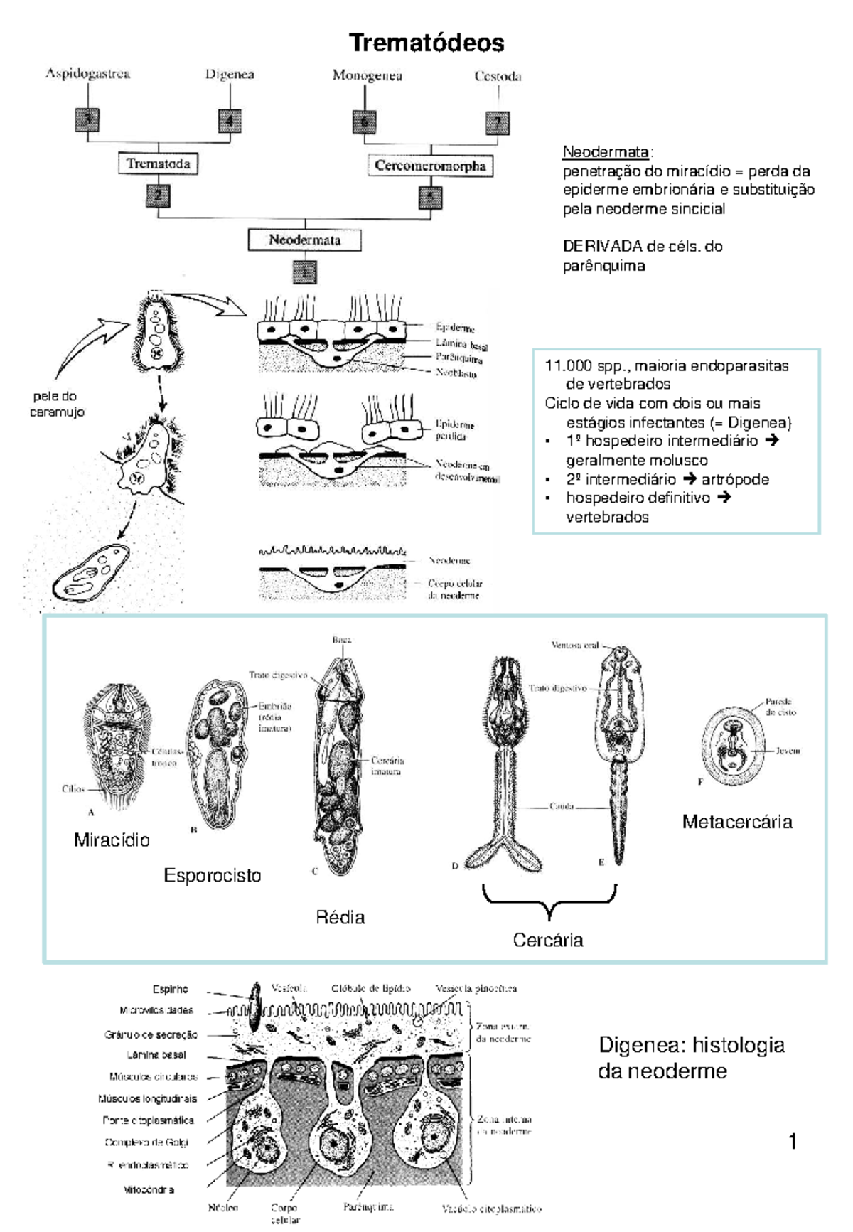 Trematódeos Neodermata: Ciclo de Vida e Importância Médica - Aula 7 ...