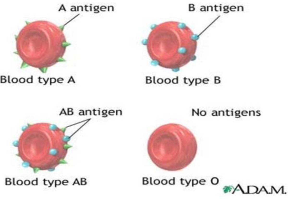 biology blood types - A antigen B antigen Blood type A Blood type B AB ...