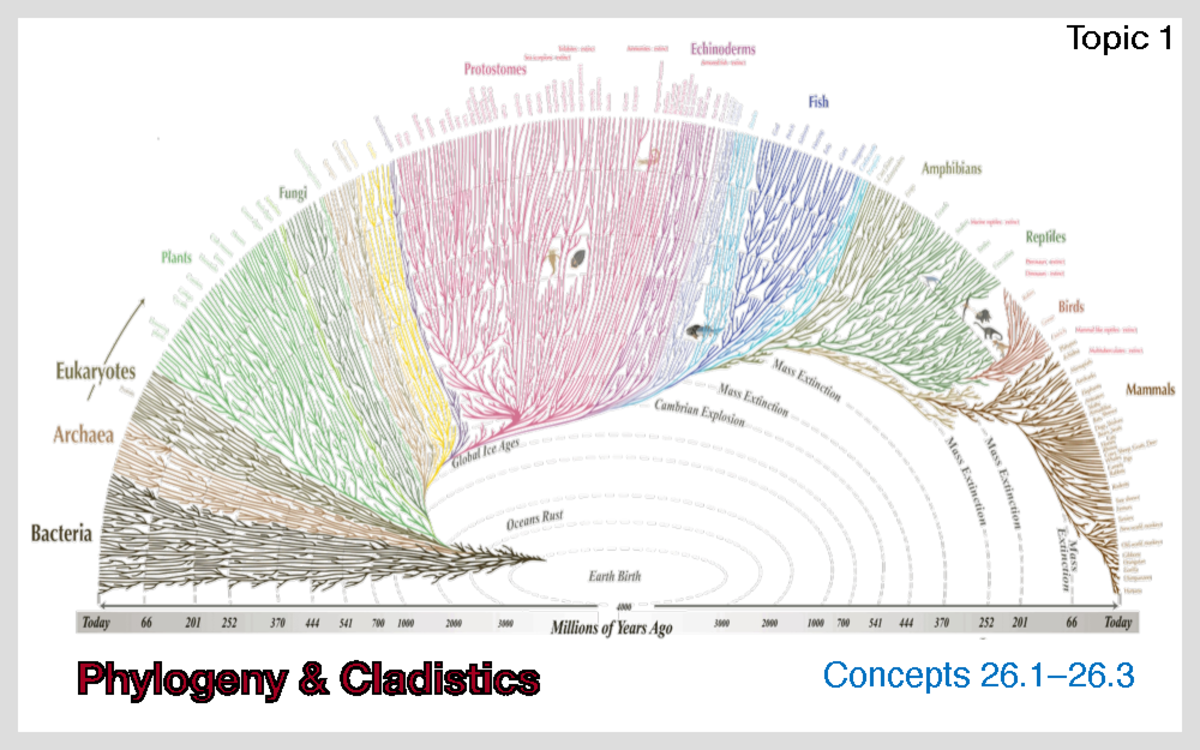 BIOL 1030 - Lecture Notes on Taxonomy and Phylogeny Concepts - Studocu