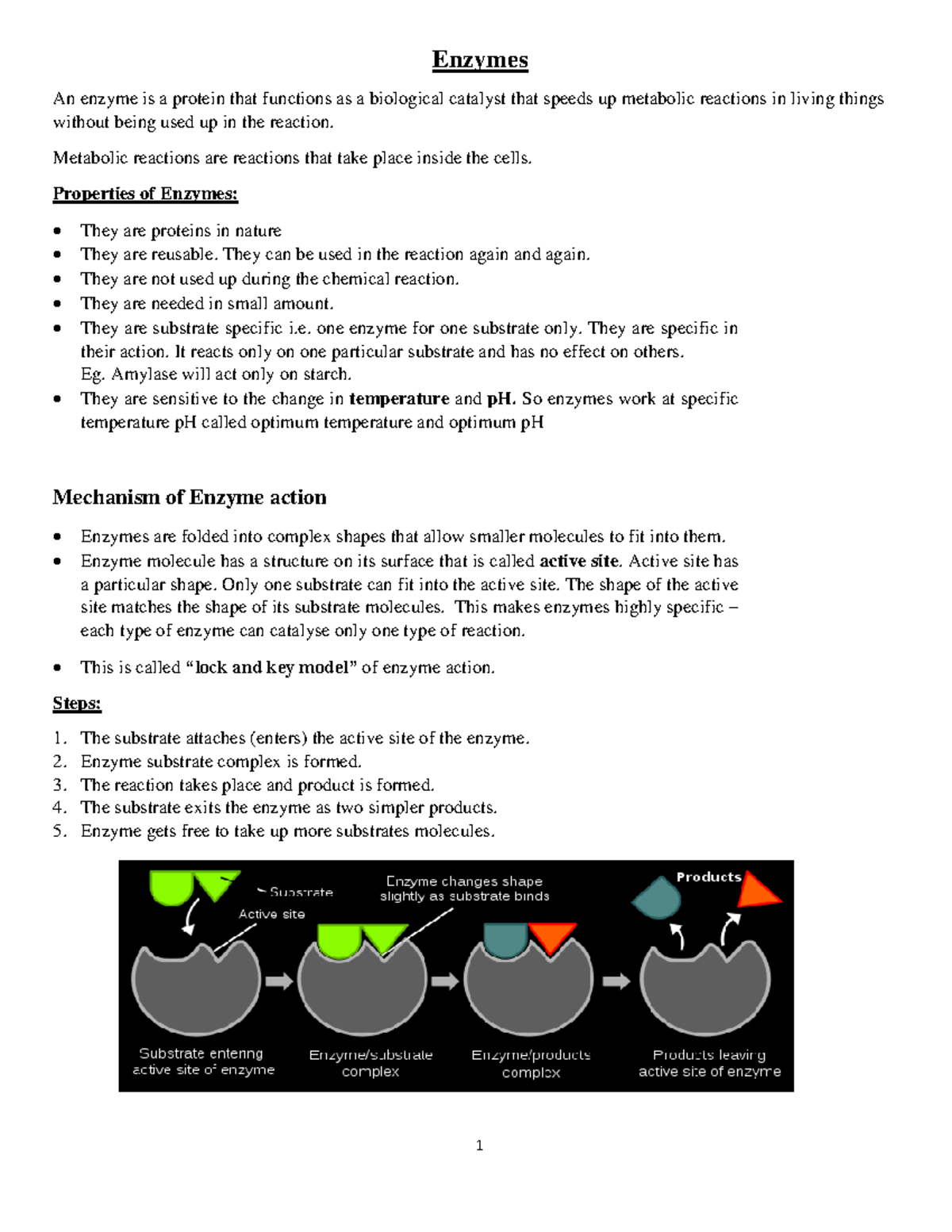 Enzymes: Key Concepts and Mechanisms (Yr 9) - Studocu