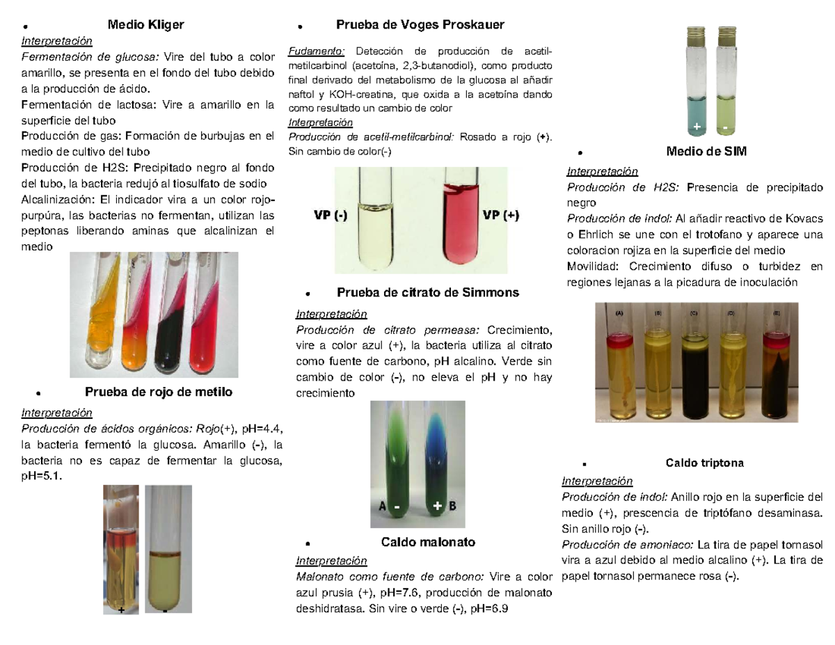 Guía de Pruebas Bioquímicas: Interpretación y Resultados - Studocu