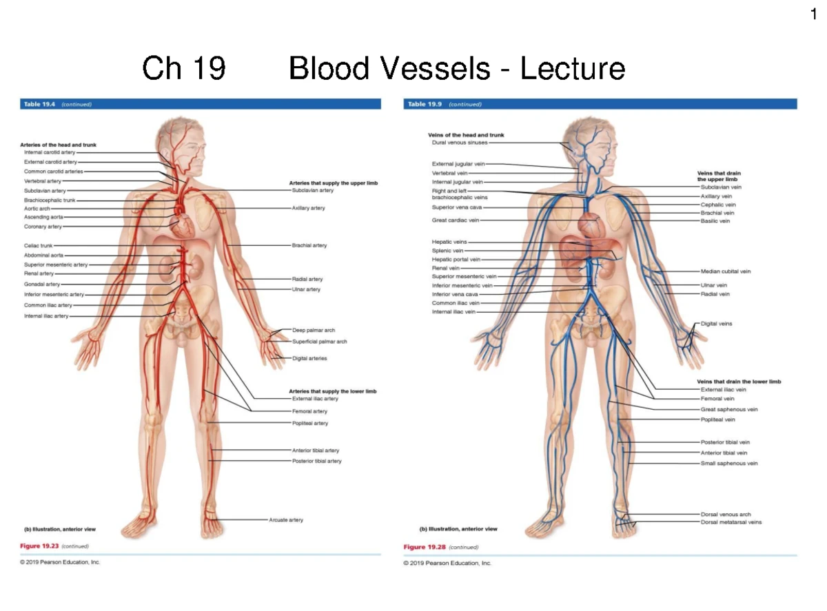Human Heart Anatomy & Physiology: Detailed Lecture Notes (BIO 132 ...
