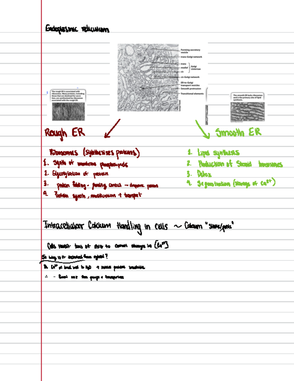 BIO 1090- Lec 17 notes - Endoplasmic reticulum Rough EM / ↓ Smooth ER ...