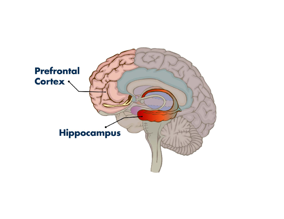 Help - illustrates the prefrontal cortex, where information is ...