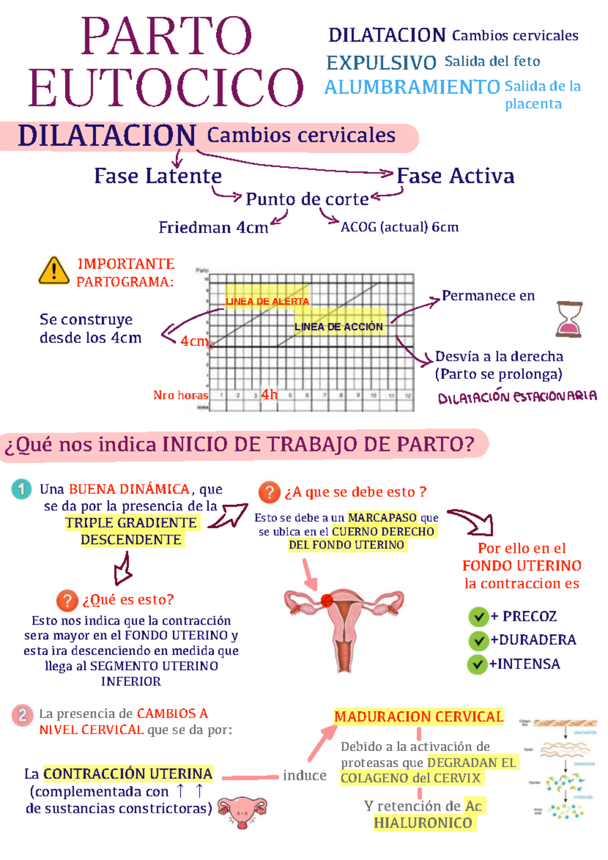 Parto Eutócico: Cambios Cervicales y Dinámica del Trabajo de Parto ...