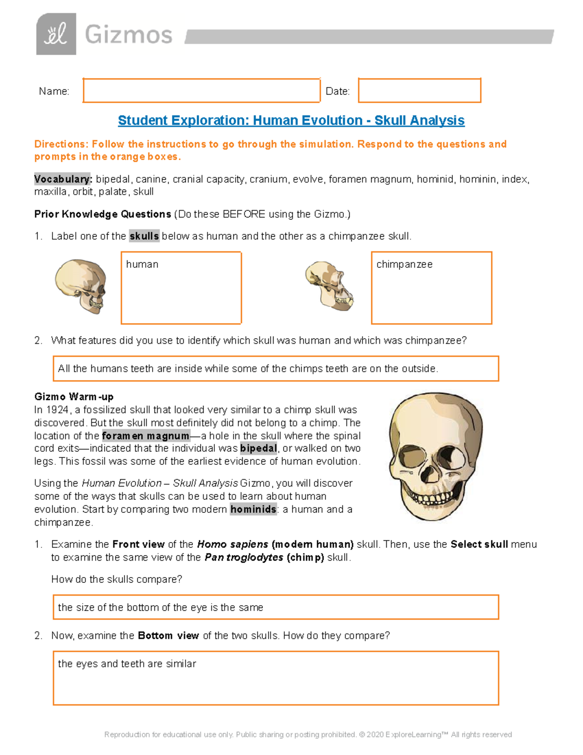 Human Evolution Skull Analysis: Student Exploration Guide - Studocu