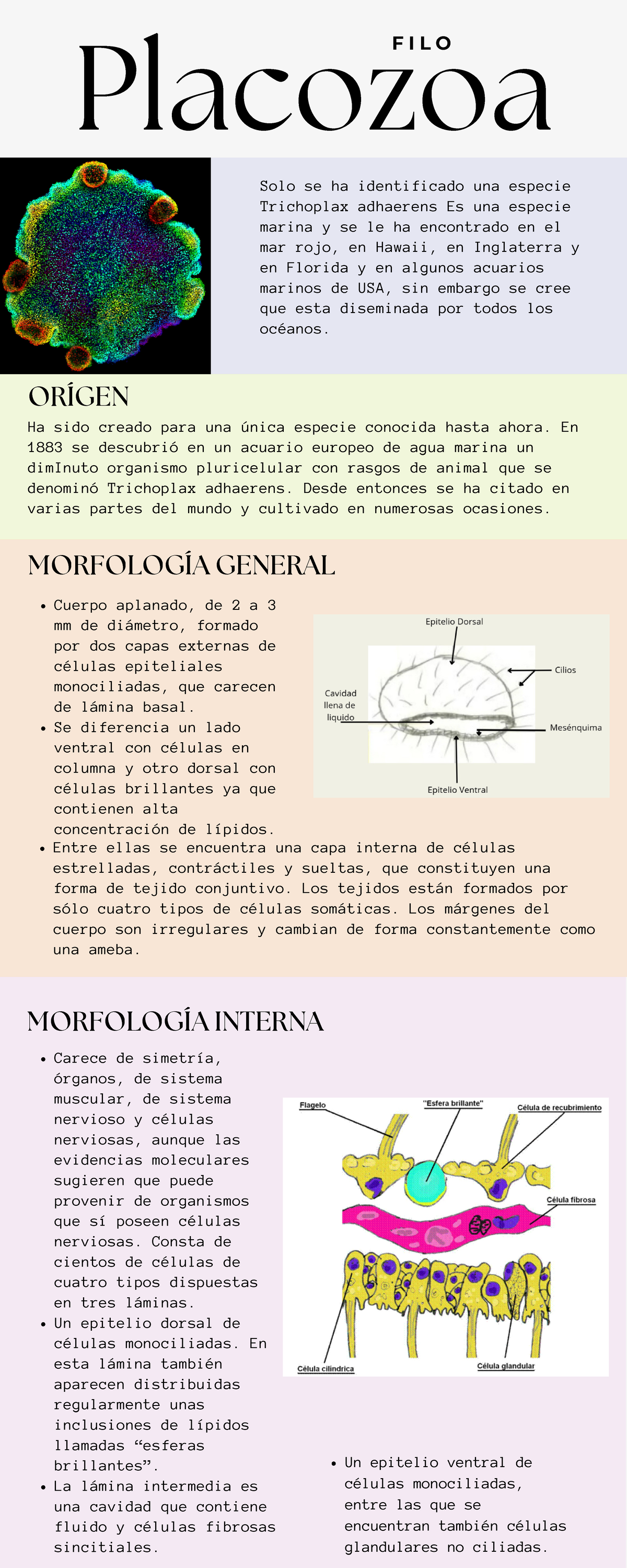 Infografia Placozoa - Placozoa F I L O ORÍGEN Solo se ha identificado ...