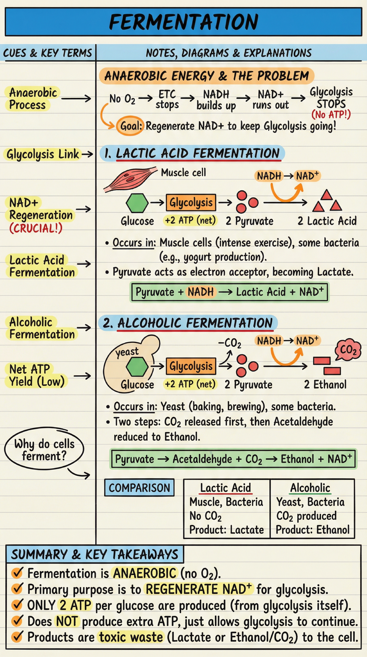 FERMENTATION PATHWAYS: LACTIC ACID & ALCOHOL NOTES - Studocu