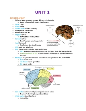 Final studyguide - Summary Brain Disorders - UNIT 5 AUDITORY DISORDERS ...