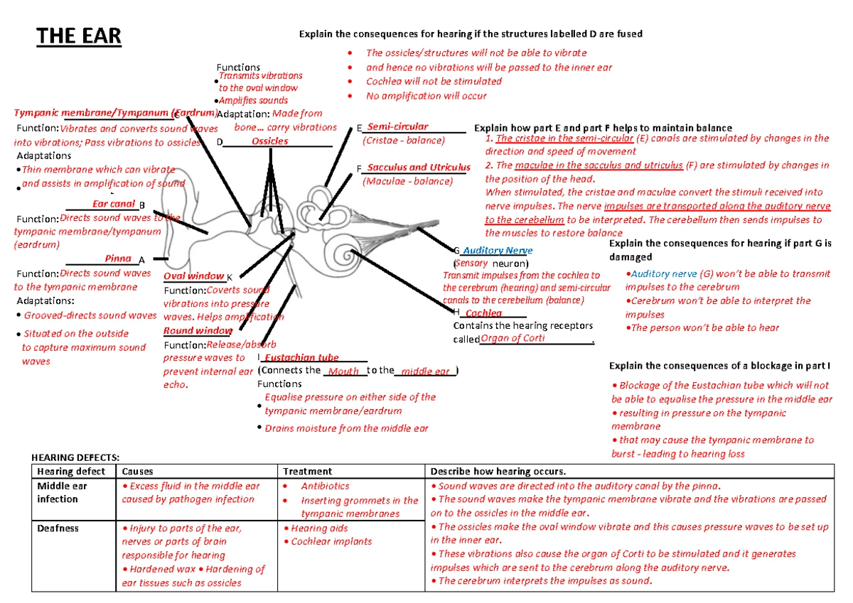 GEMS Optometry Guide 2023: Comprehensive Benefits Overview - Studocu