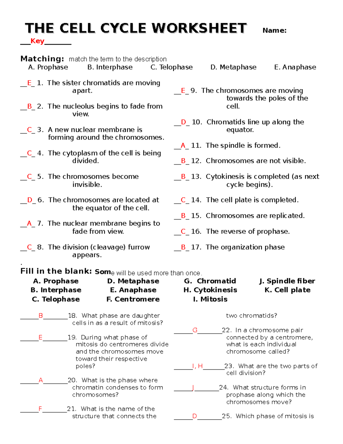 Cell Cycle Worksheet with Answers: Mitosis Phases Explained - Studocu