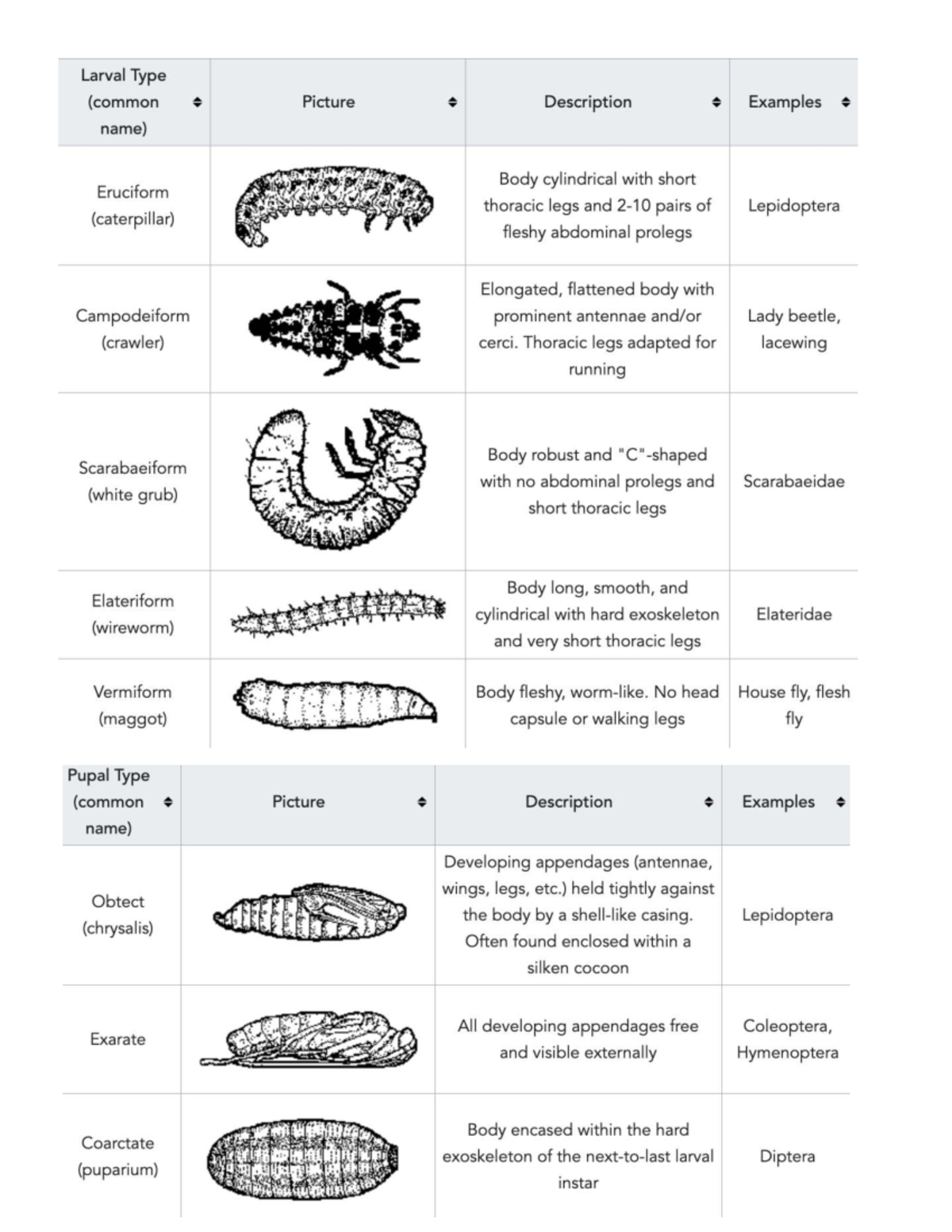 Entomology Reference: Larval and Pupal Types in Insects - Studocu