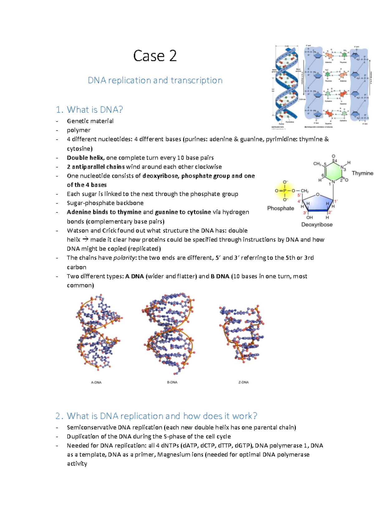 DNA Replication and Transcription Overview - Case Study 2 - Studeersnel