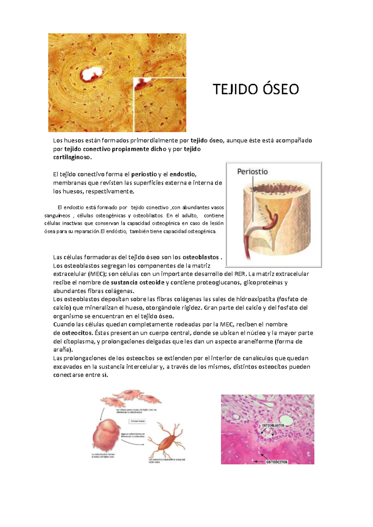 TEJIDO ÓSEO: Estructura, Osificación y Remodelación - Studocu