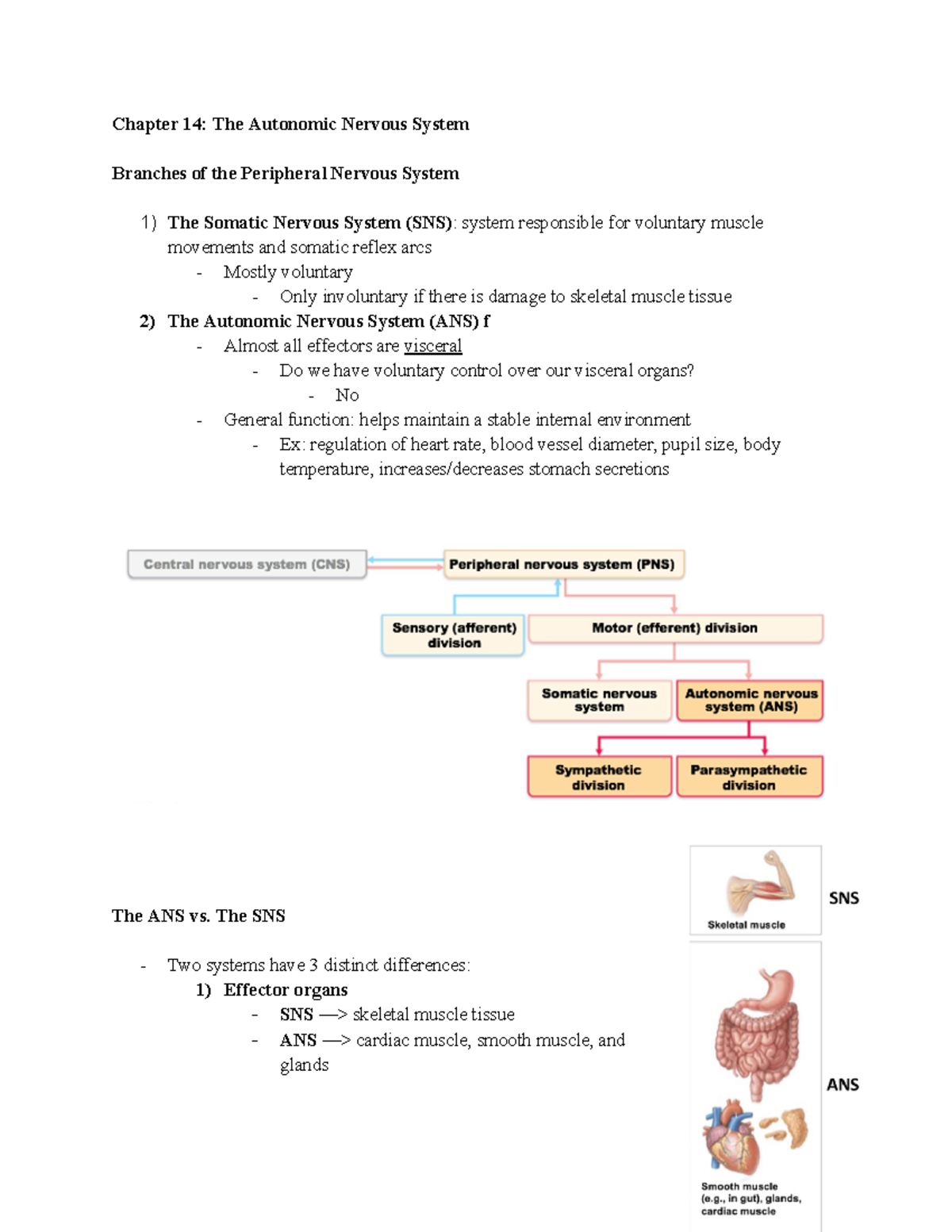 Anatomy Remaining Chapters - Chapter 14: The Autonomic Nervous System ...