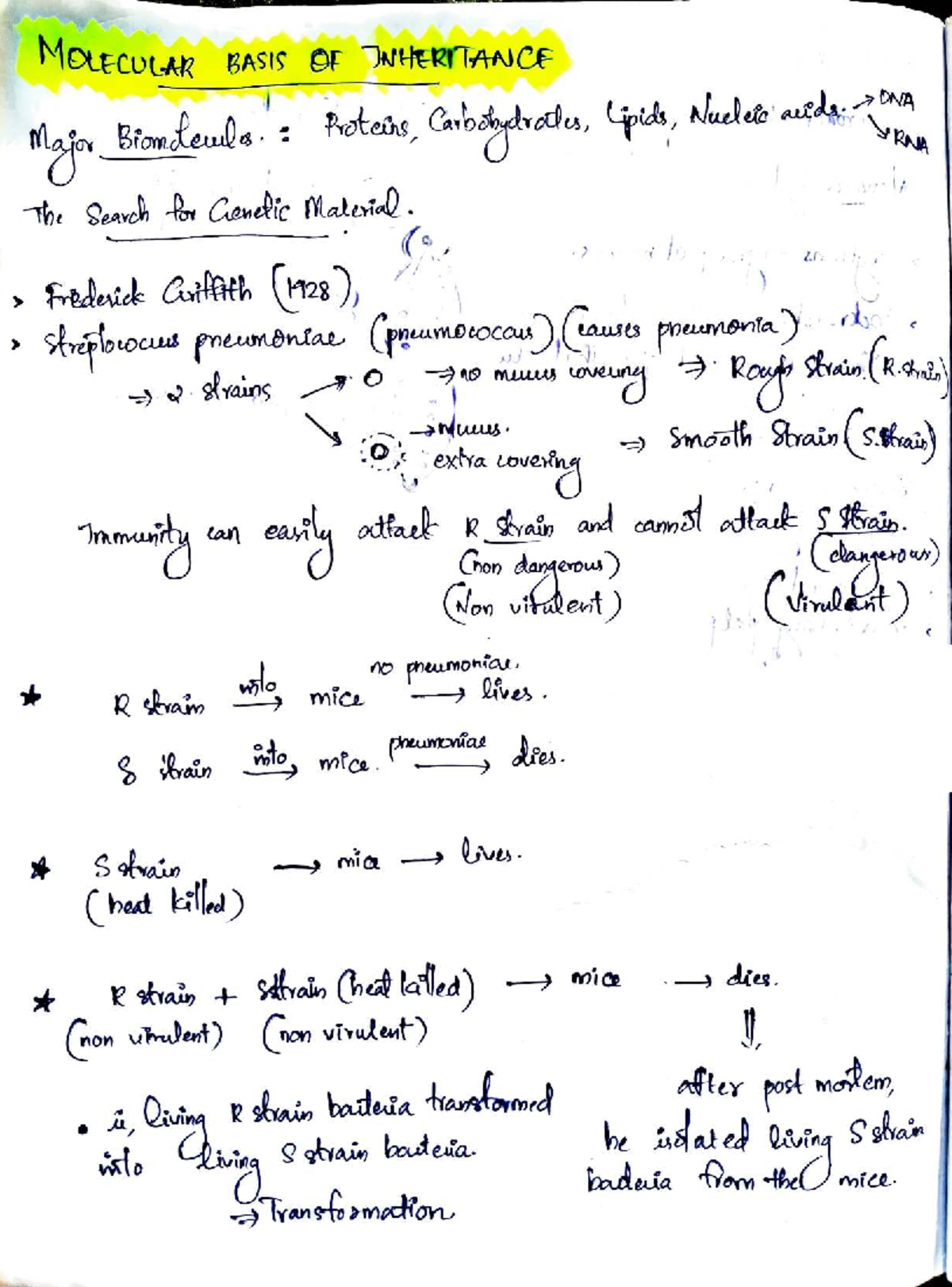 Molecular Basis of Inheritance: Key Concepts and Insights - Studocu