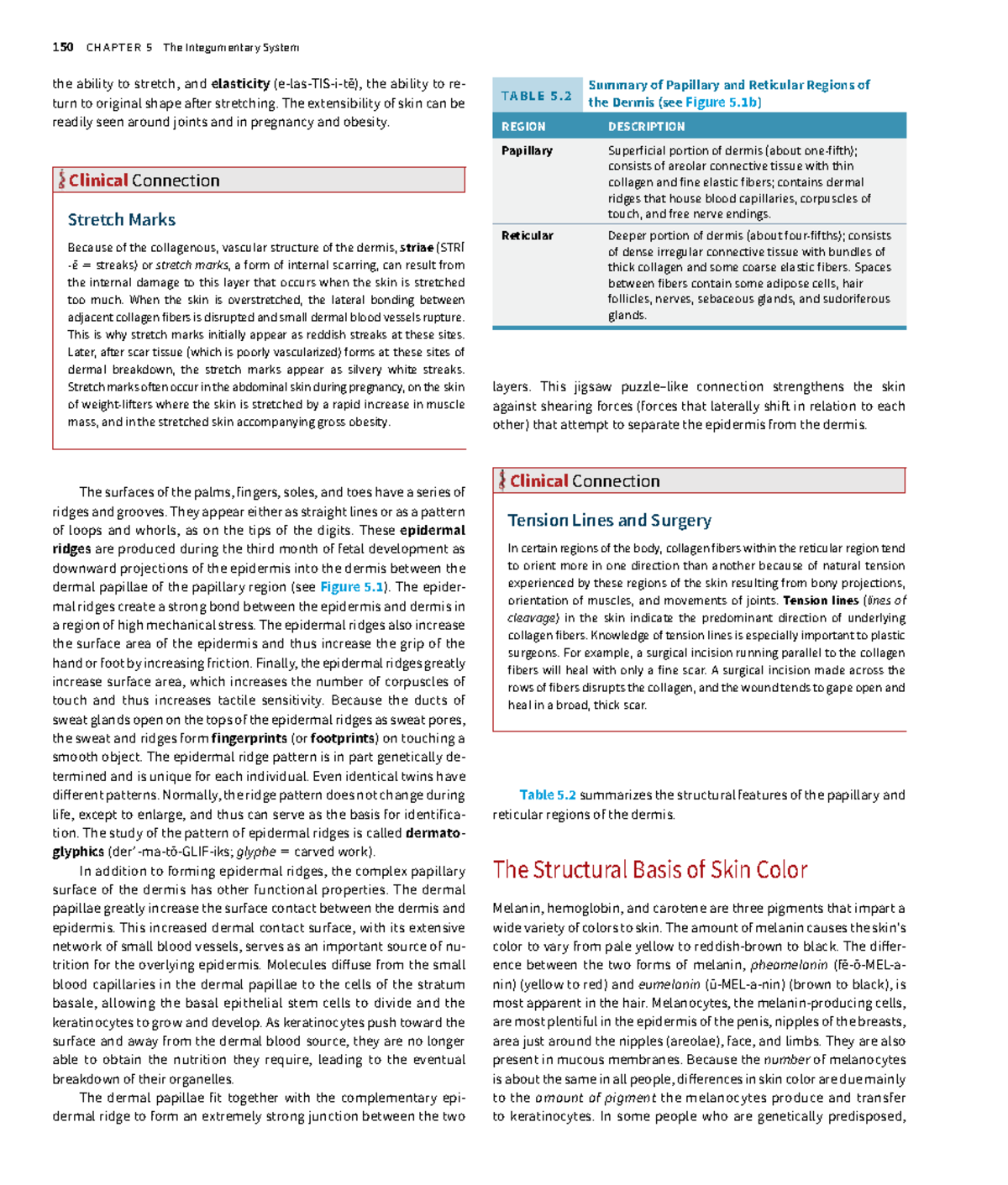Biol 2304 - Chapter 5: The Integumentary System Overview - Studocu