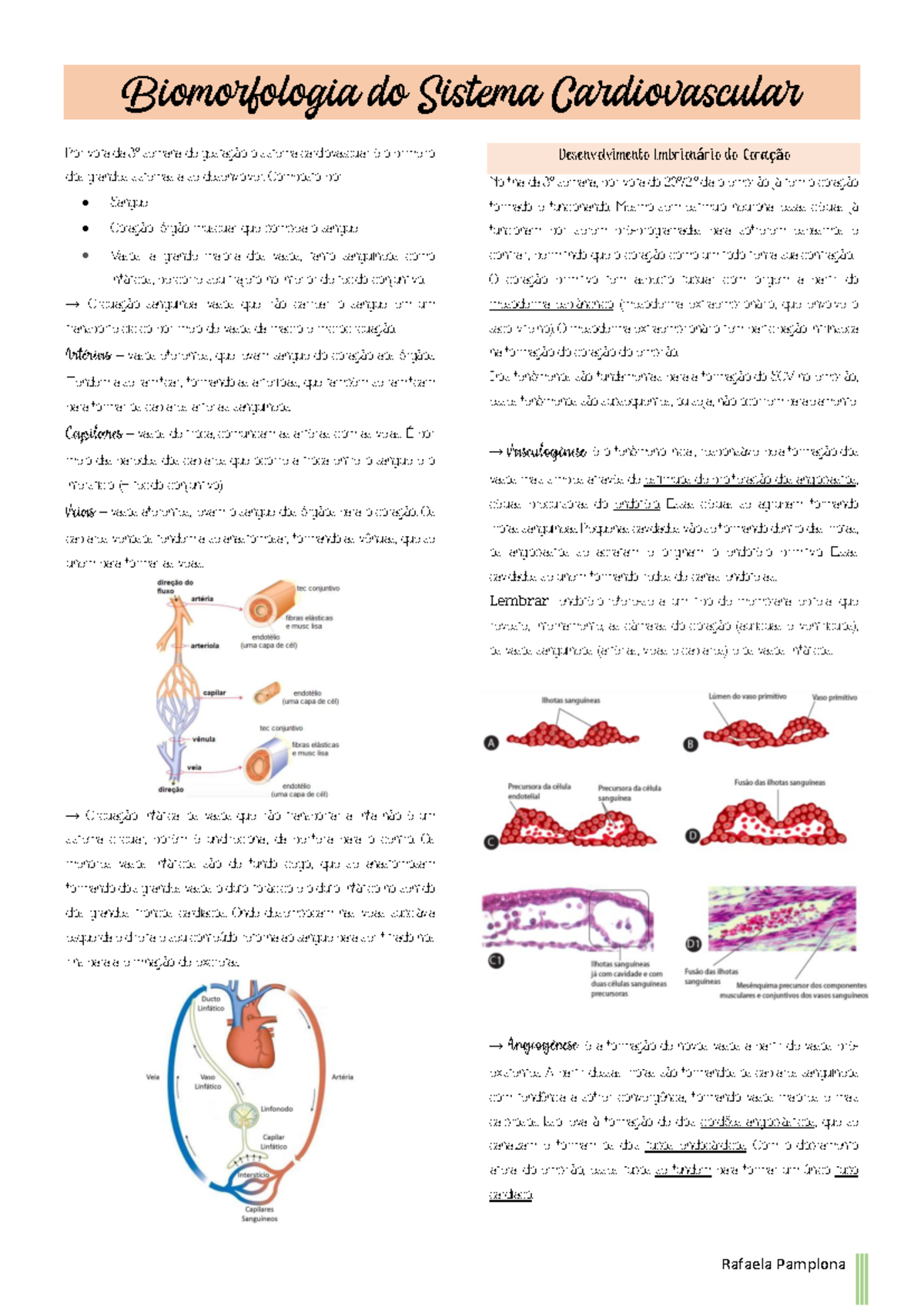 Resumo de Biomorfologia do SCV: Sistema Cardiovascular e ...