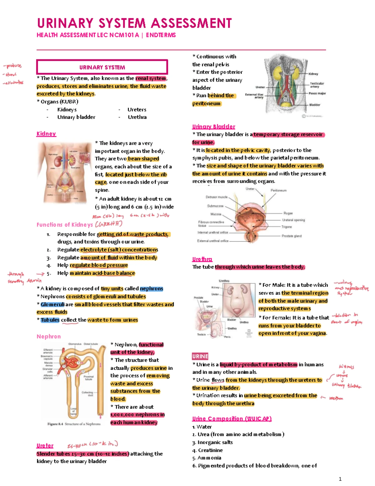 Anatomy & Physiology Review Sheet: Structural Organization Levels - Studocu