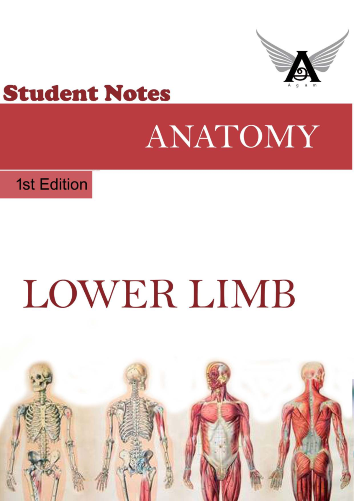 Agam Anatomy Notes: Lower Limb Study Guide for Exams - Studocu