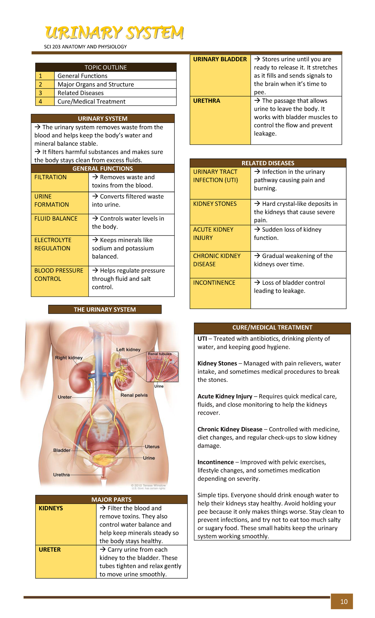 SCI 203 Urinary System: Anatomy, Functions, and Related Diseases - Studocu
