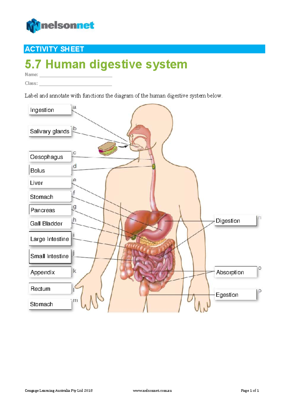 Human digestive system - Cengage Learning Australia Pty Ltd 2018 ...