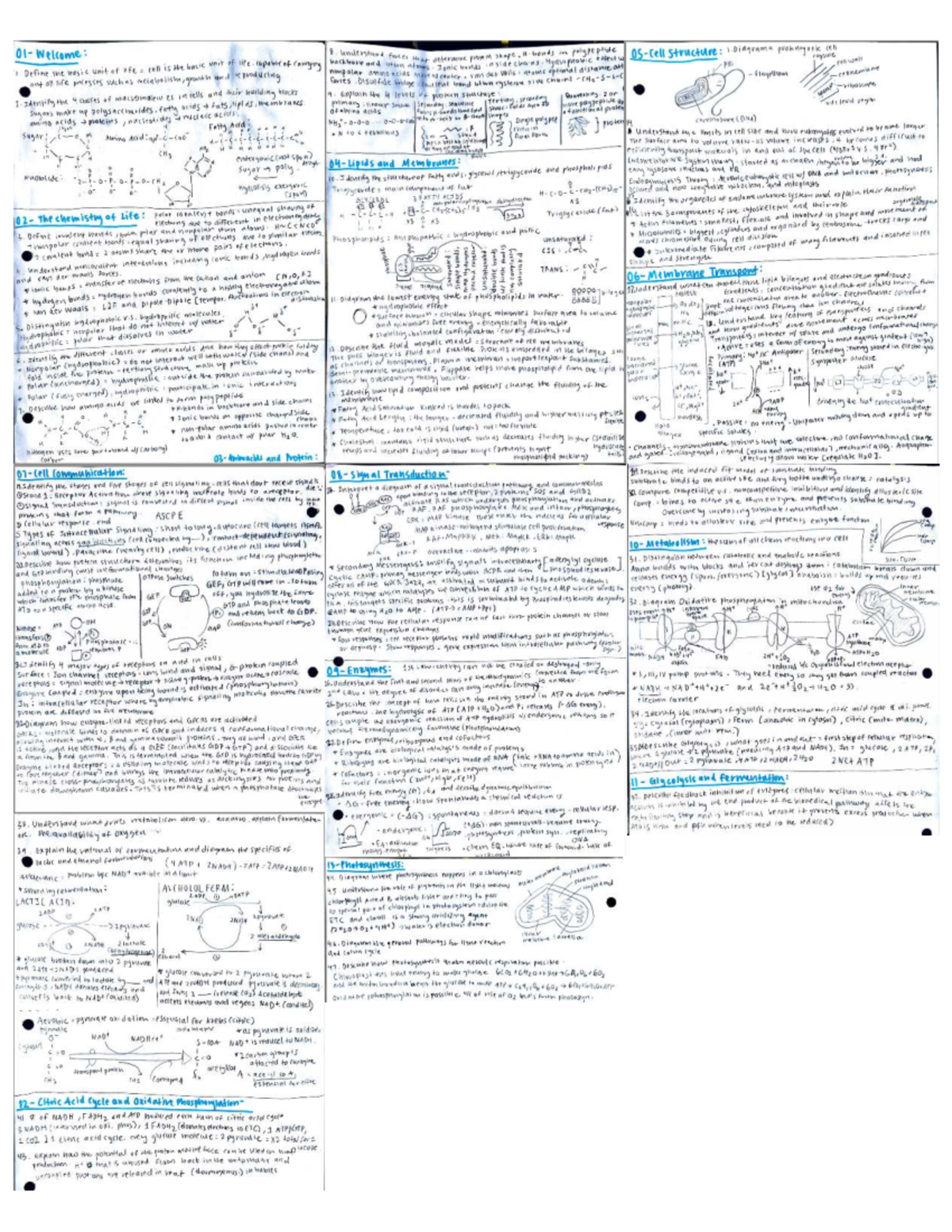 Understanding Protein Structure and Function: Unit 1 Bio - Yappaa - Studocu