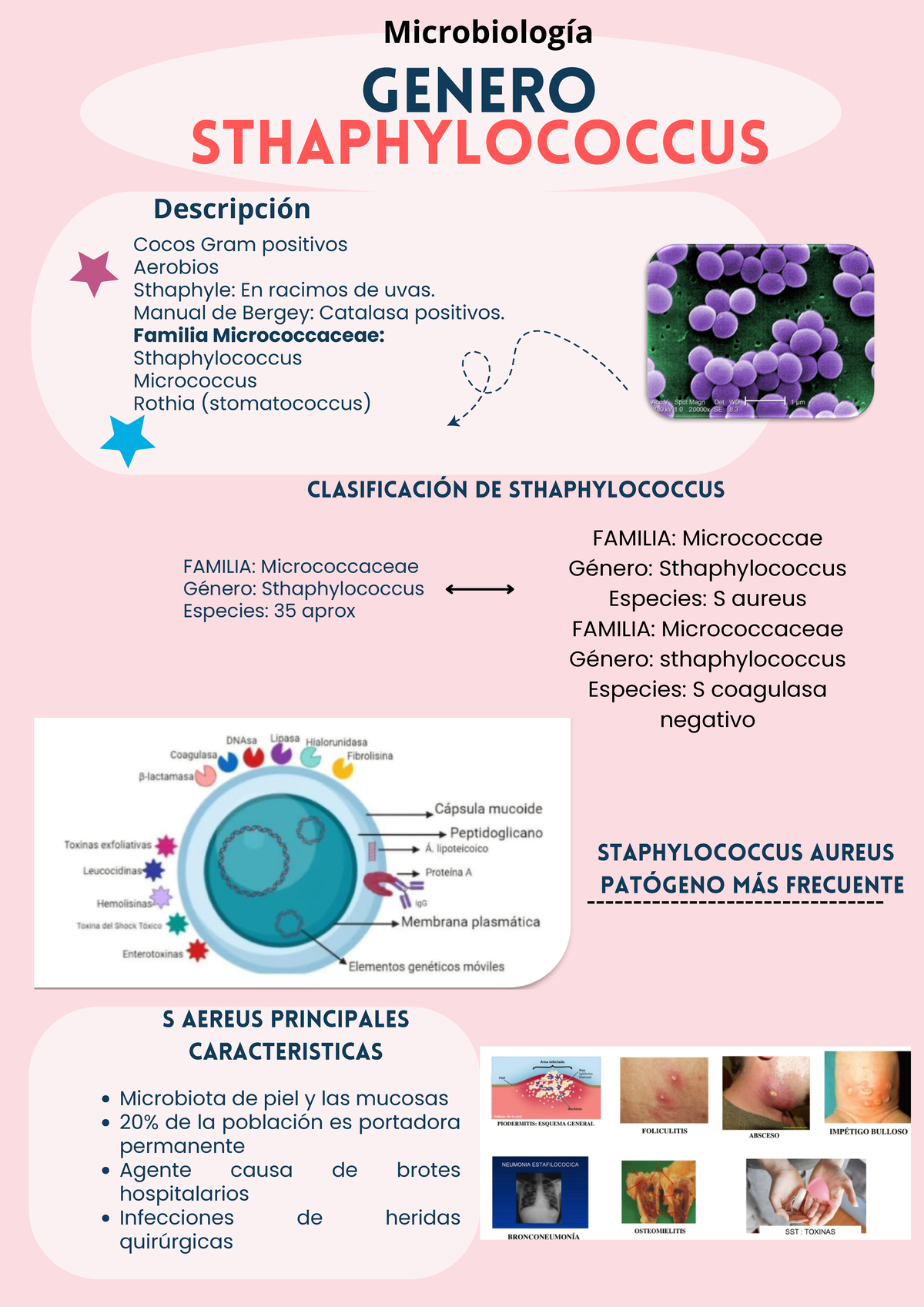 Sthaphylococcus: Infografía sobre Micrococcaceae y su Clasificación ...