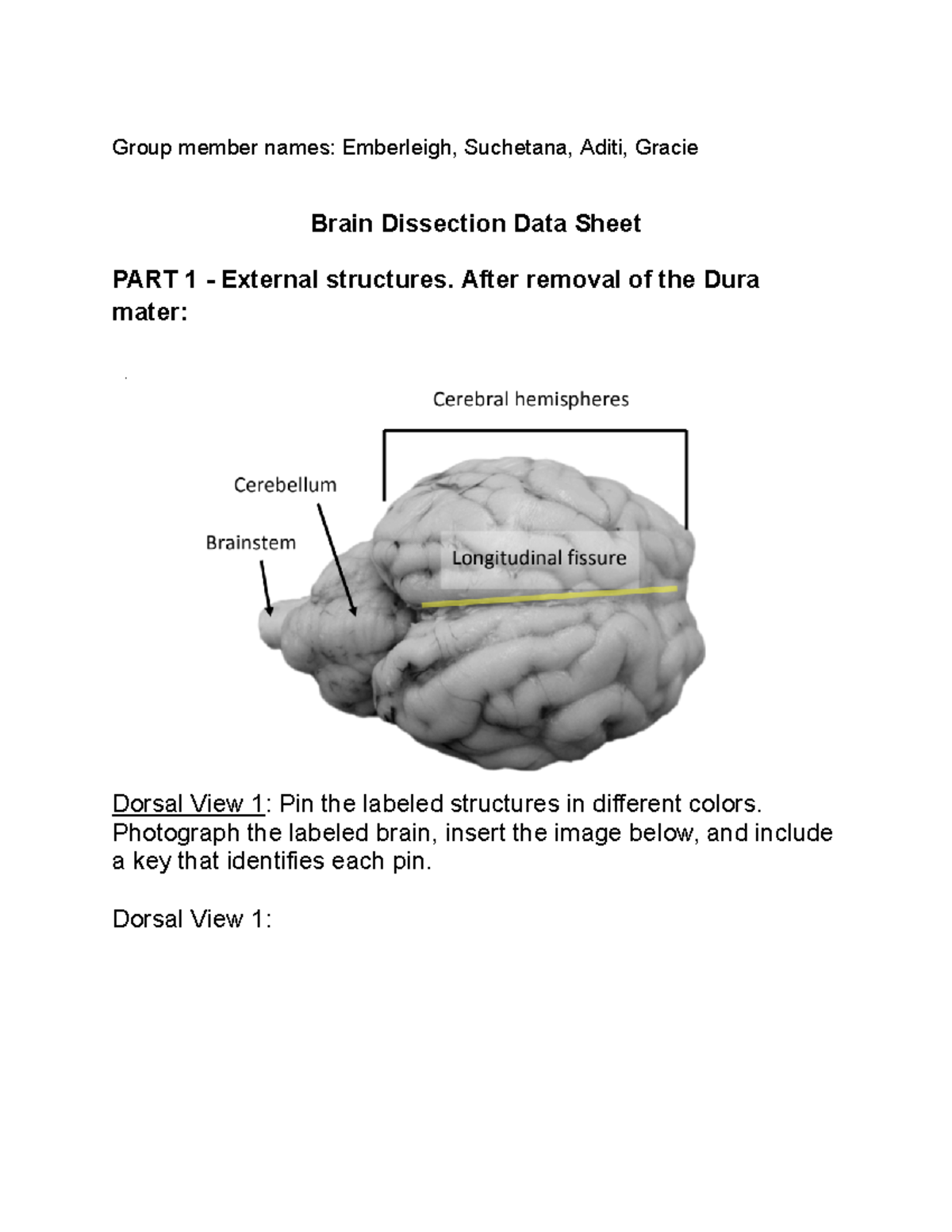 Neuroscience (NEU 101) Brain Dissection Data Sheet - Spring 2024 - Studocu