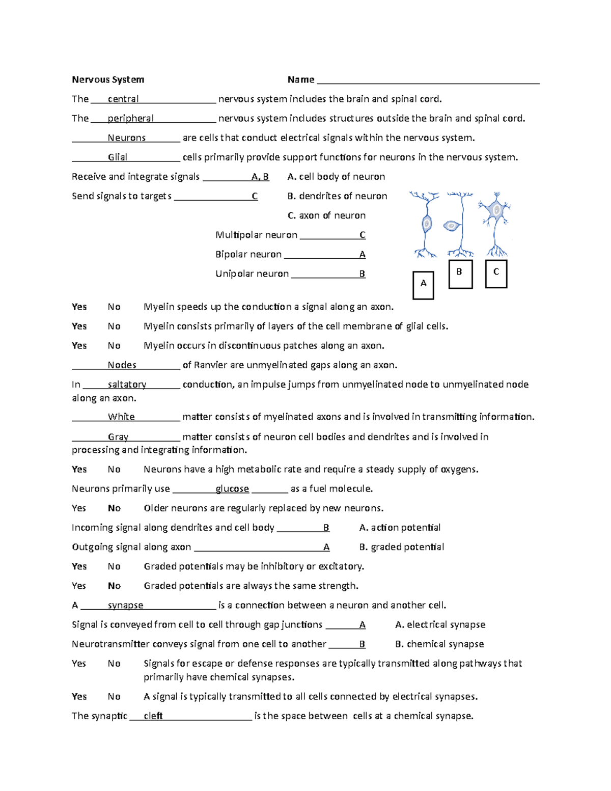11A Nervous System Study Guide: Neurons and Glial Cells - Studocu