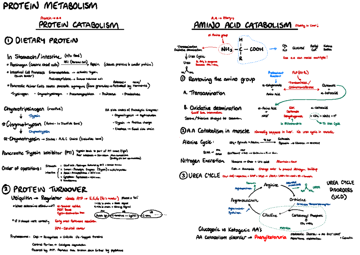 BIOC2201 Final Exam Notes on Metabolism and Hormonal Regulation - Studocu
