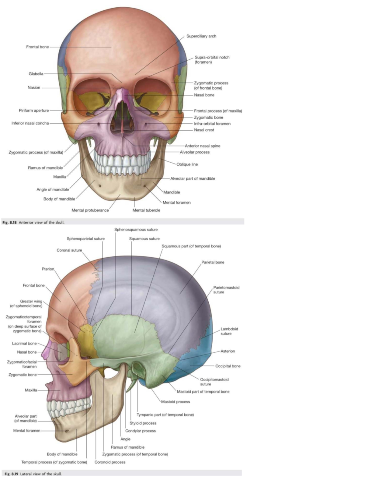 Skull Anatomy Overview: Foramina and Bone Structures (ANAT 101) - Studocu