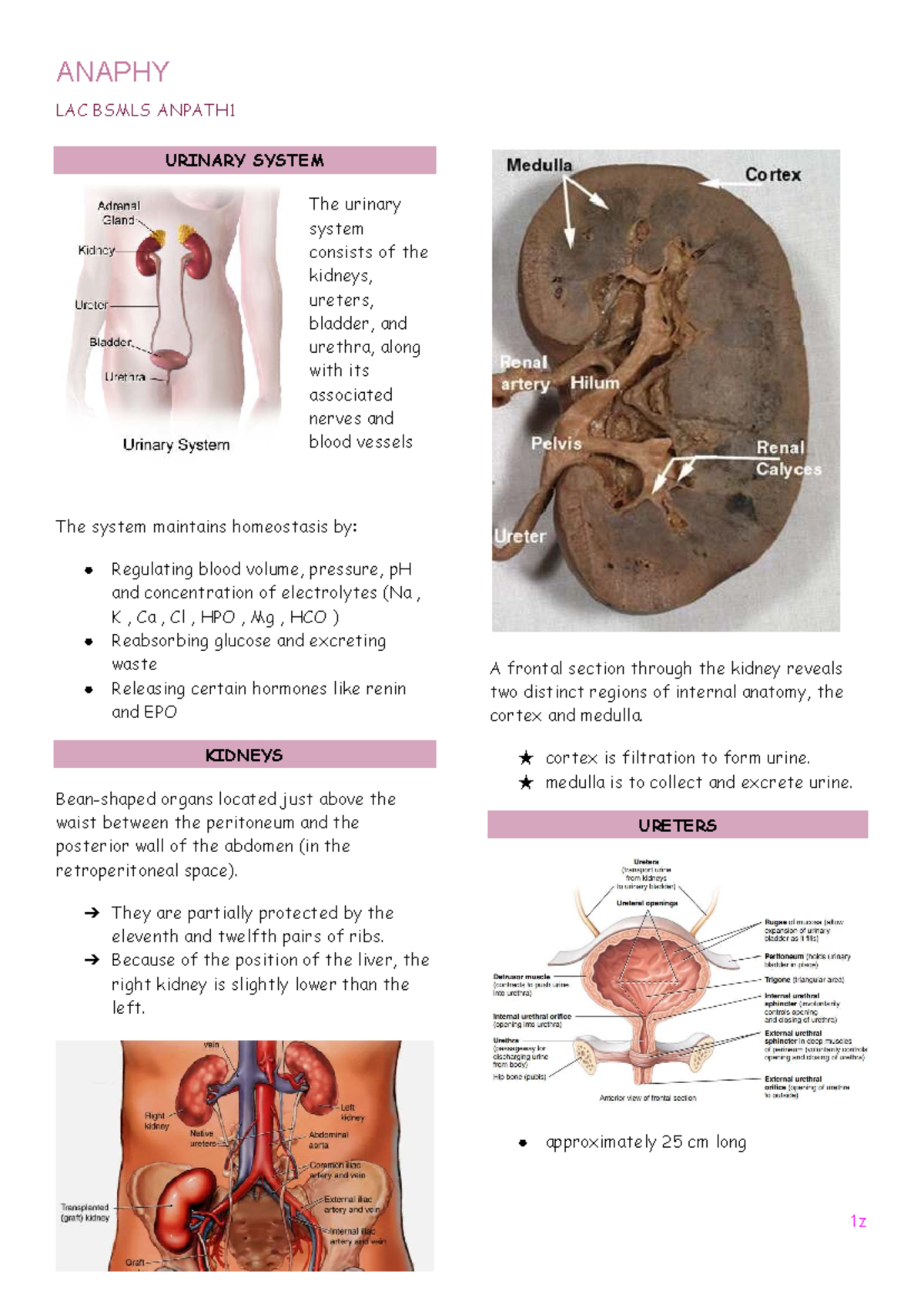 ANAPHY LAC BSMLS ANPATH1 URINARY SYSTEM REVIEW NOTES - Studocu