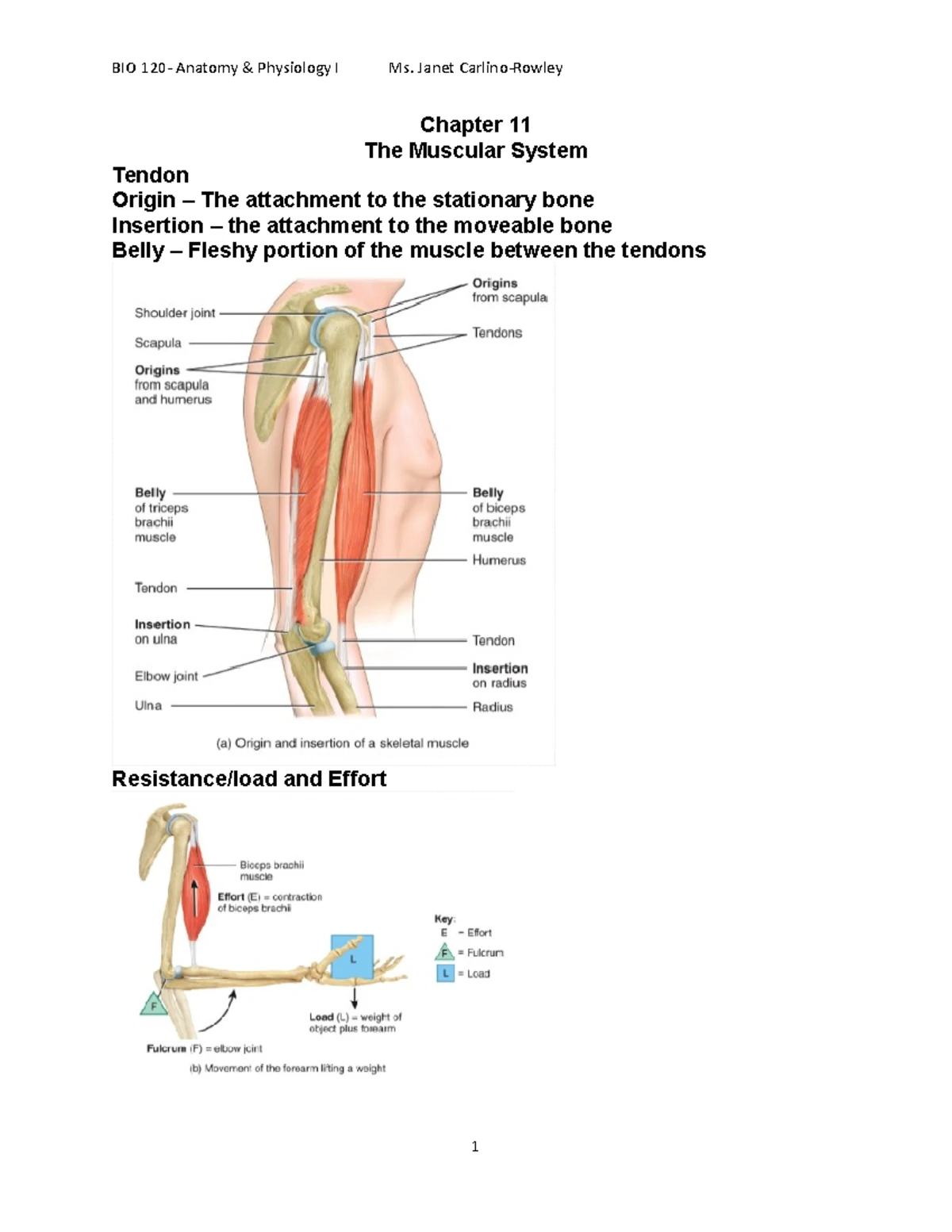Skeletal Checklist for LPSG 2 Spring 2024: Bones & Muscles Review - Studocu