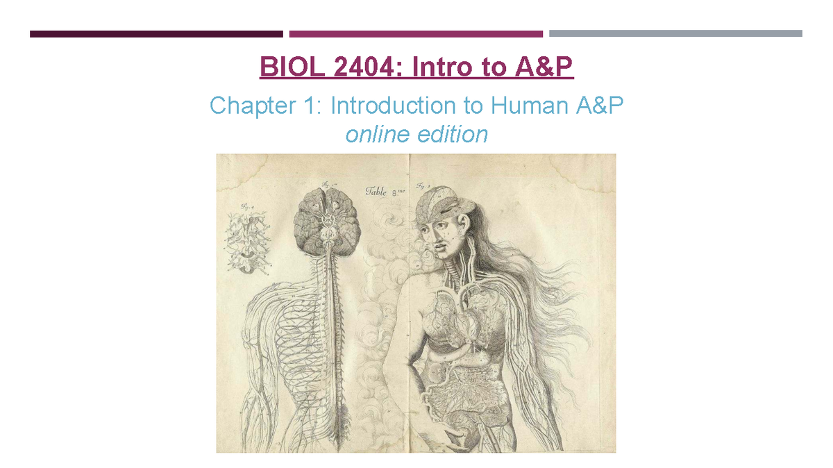 BIOL 2404: Overview of Human Anatomy & Physiology - Chapter 1 - Studocu