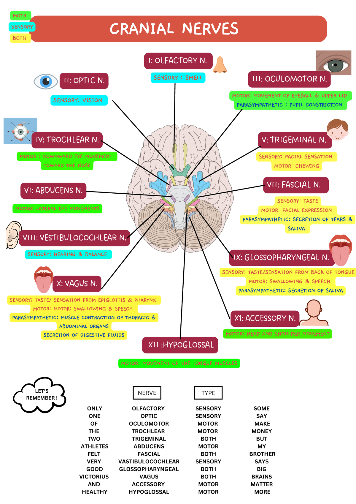 CNS 101: Poster on Human Nervous System & Cranial Nerve Functions - Studocu